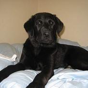 Labrador retriever Frida