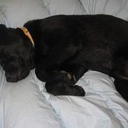 Labrador retriever Frida