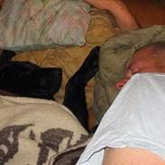 Labrador retriever Frida