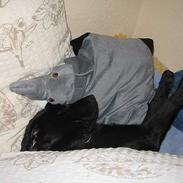 Labrador retriever Frida