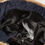 Ruhåret hønsehund Valde
