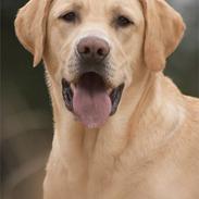 Labrador retriever Becks