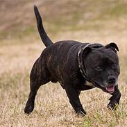 Staffordshire bull terrier R.I.P.: (Engelsk) DKCH, SUCH Taz