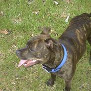 Staffordshire bull terrier Dina