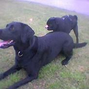 Labrador retriever Tessi
