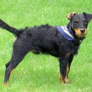 Tysk jagtterrier Don