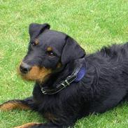 Tysk jagtterrier Don