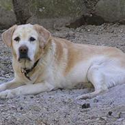 Labrador retriever dandy (lever ikke mere)