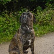 Cane corso Rocca (Connie Fee Fee) Far vel min smukke ven, du