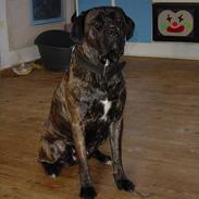 Cane corso Rocca (Connie Fee Fee) Far vel min smukke ven, du