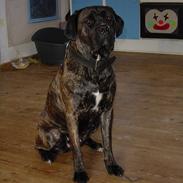 Cane corso Rocca (Connie Fee Fee) Far vel min smukke ven, du 