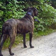 Cane corso Rocca (Connie Fee Fee) Far vel min smukke ven, du 