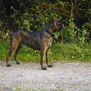 Cane corso Rocca (Connie Fee Fee) Far vel min smukke ven, du