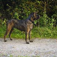 Cane corso Rocca (Connie Fee Fee) Far vel min smukke ven, du 