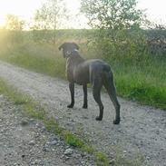 Cane corso Rocca (Connie Fee Fee) Far vel min smukke ven, du