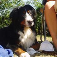 Berner sennenhund Kazan