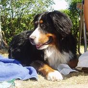 Berner sennenhund Kazan