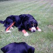 Berner sennenhund Kazan