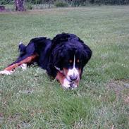 Berner sennenhund Kazan