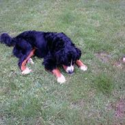 Berner sennenhund Kazan