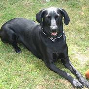 Blanding af racer Betty