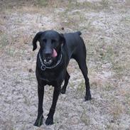 Blanding af racer Betty