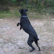 Blanding af racer Betty