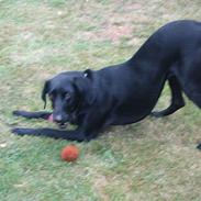 Blanding af racer Betty