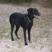 Blanding af racer Betty