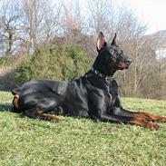 Dobermann Cobra