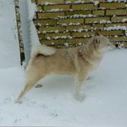 Norsk buhund Santa