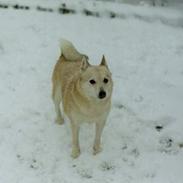 Norsk buhund Santa