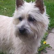 Cairn terrier Jolly