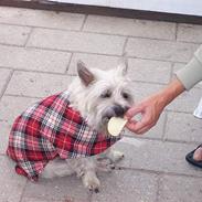 Cairn terrier Jolly