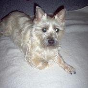 Cairn terrier Jolly
