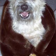 Cairn terrier Jolly