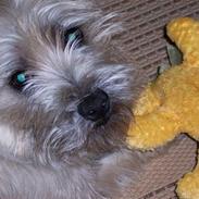 Cairn terrier Jolly