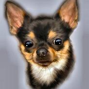 Chihuahua Zubin