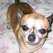 Chihuahua Dudi