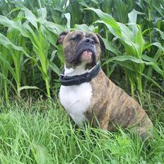 Amerikansk bulldog Topp's Cera † R.I.P †