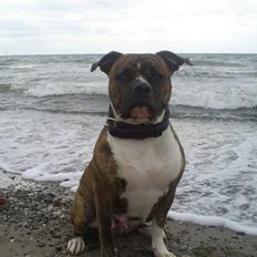 Amerikansk bulldog Topp's Cera † R.I.P †