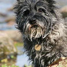 Cairn terrier Jack *11.12.96 - 17.7.13*
