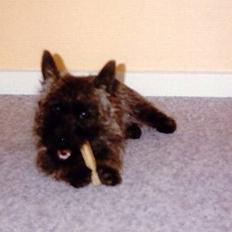 Cairn terrier Jack *11.12.96 - 17.7.13*