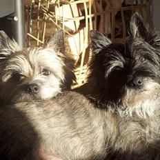 Cairn terrier Jack *11.12.96 - 17.7.13*