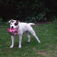 Amerikansk bulldog cleo