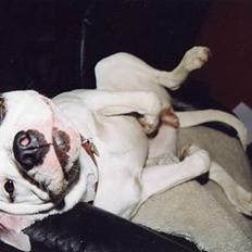 Amerikansk bulldog cleo