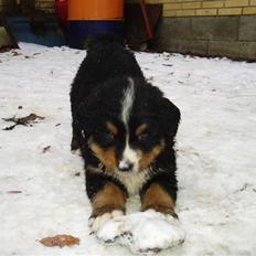 Berner sennenhund Lonnie