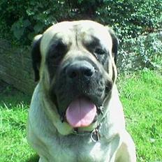 Mastiff Dina