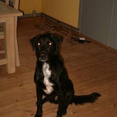 Blanding af racer buller