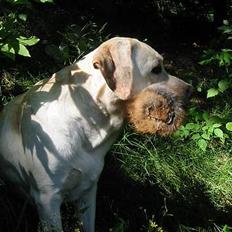 Labrador retriever Maggie (død 2013)
